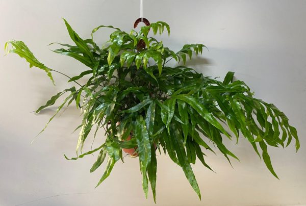 Microsorum diversifolia 19