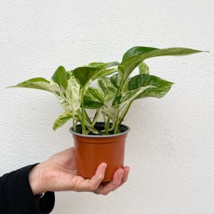 Potho Marble Queen 11