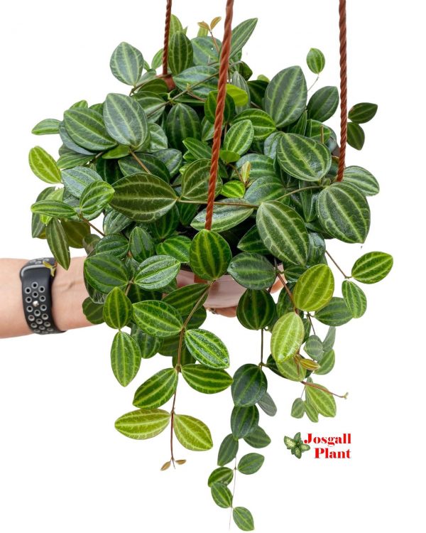 Peperomia angulata 15