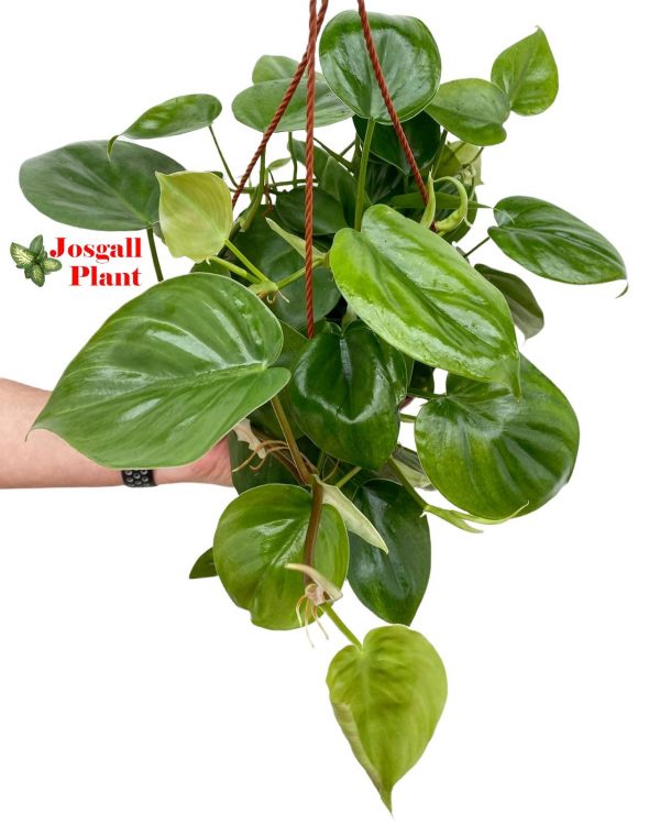 Philodendron Scandens 15