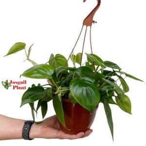 Philodendron Scandens 15