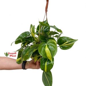 Philodendron Brasil 15