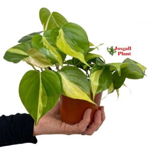 Philodendron Brasil 11