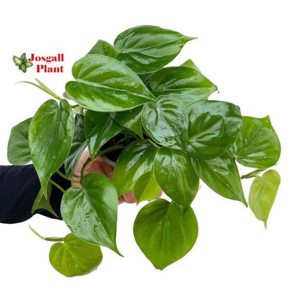 Philodendron Scandens 11
