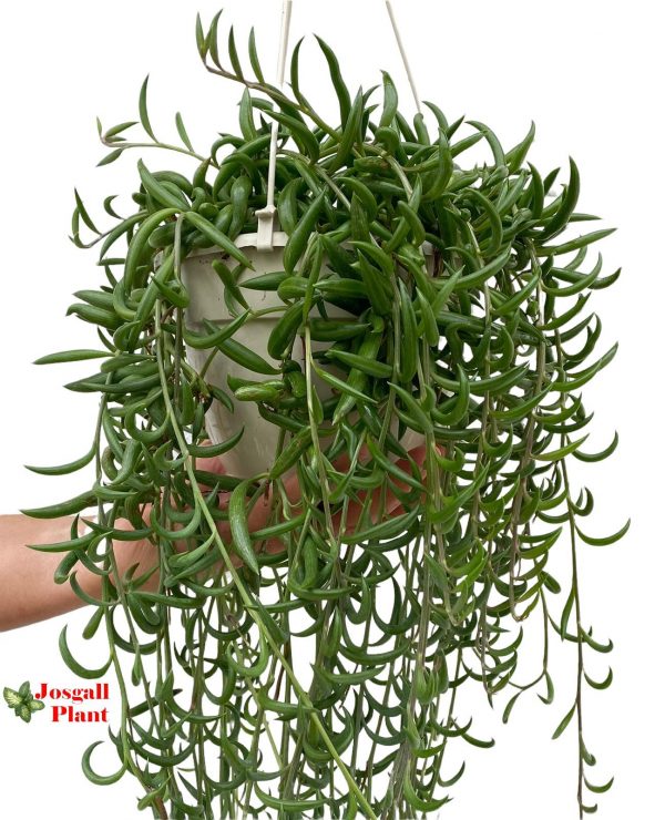 Senecio radicans banana 15