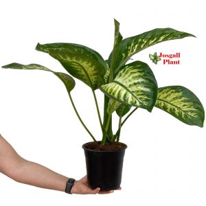 Dieffenbachia tropic snow 17