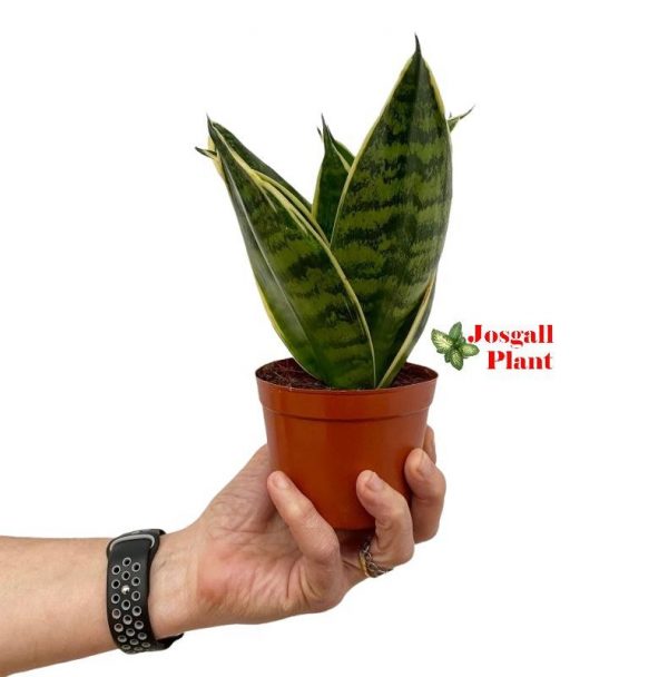 Sansevieria Laurentii enana 9