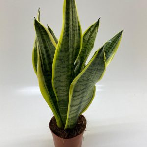 Sansevieria Laurentii 13