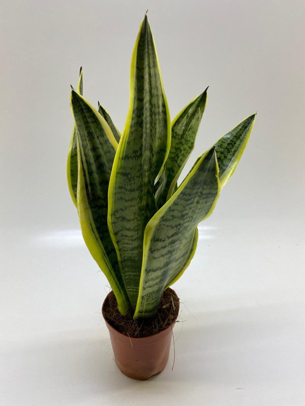 Sansevieria Laurentii 13