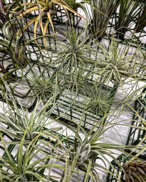 Tillandsia