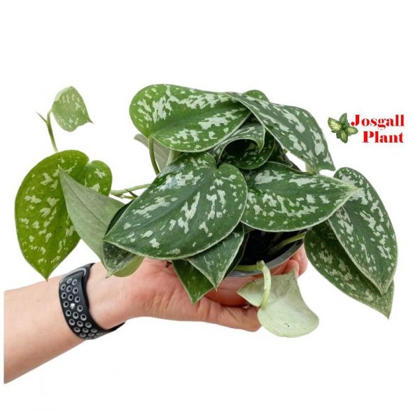 Scindapsus pictus 11