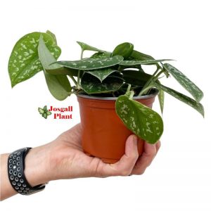 Scindapsus pictus 11