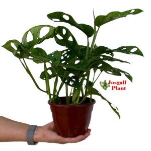 Monstera monkey leaf 15