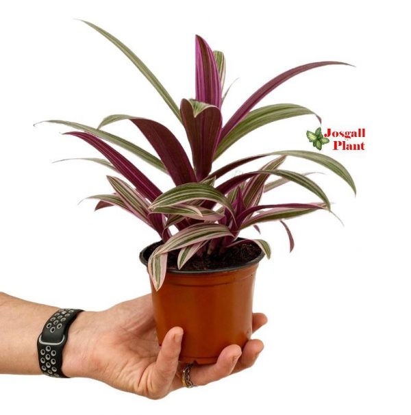 Tradescantia pink 11