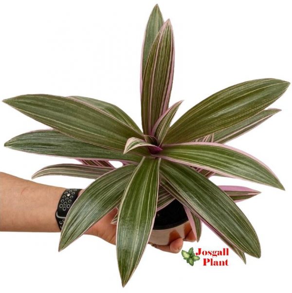 Tradescantia pink 11