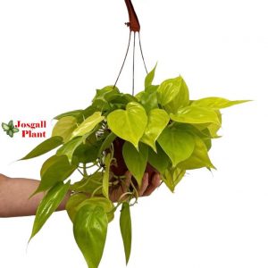 Philodendron lemon lime 15