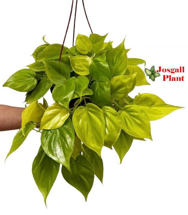 Philodendron lemon lime 15