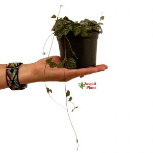 Ceropegia woodii 11