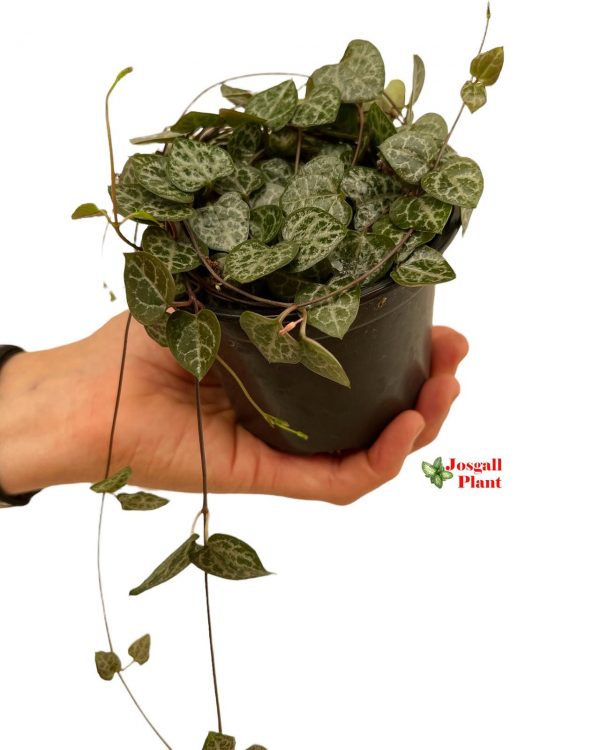 Ceropegia woodii 11