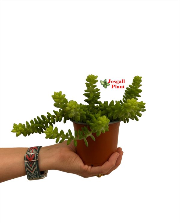 Sedum burrito 11