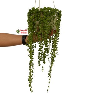 Senecio Rowleyanus 15