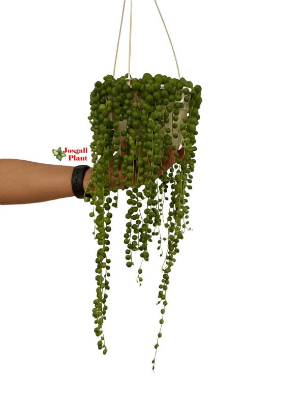 Senecio Rowleyanus 15