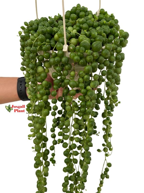 Senecio Rowleyanus 15