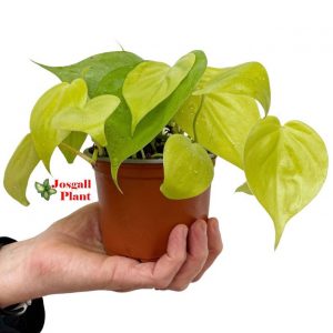 Philodendron lemon lime 11