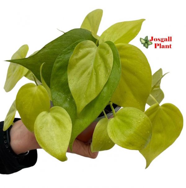 Philodendron lemon lime 11