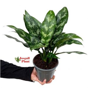 Aglaonema Maria 12