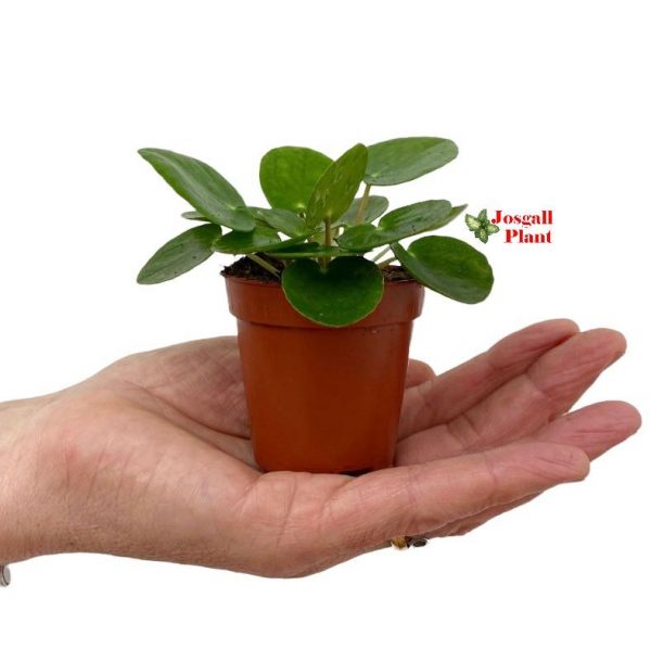 Pilea Peperomioides 6