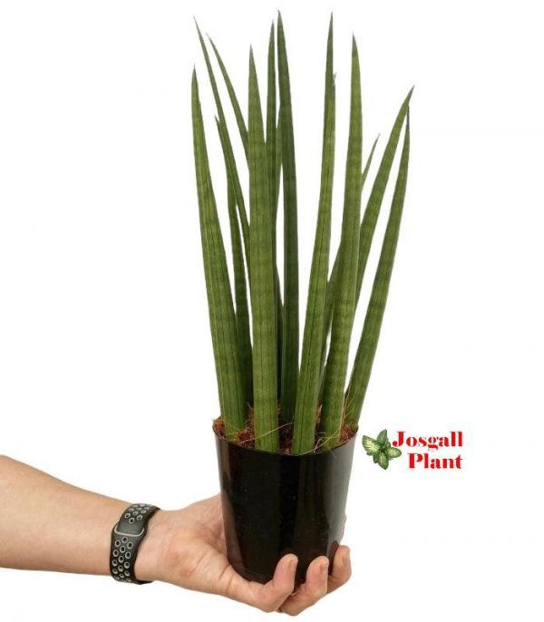 Sansevieria cylindrica 12