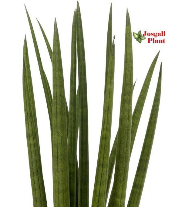 Sansevieria cylindrica 12