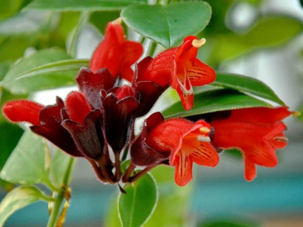 Aeschynanthus Mona Lisa