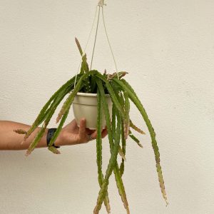 Rhipsalis cruciformis red 15