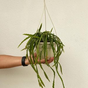 Rhipsalis cruciformis 15