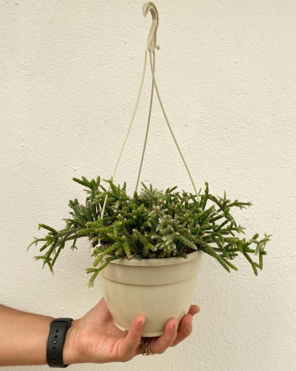 Rhipsalis pilocarpa 15
