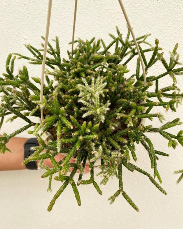 Rhipsalis pilocarpa 15
