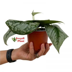 Trebie scindapsus 11