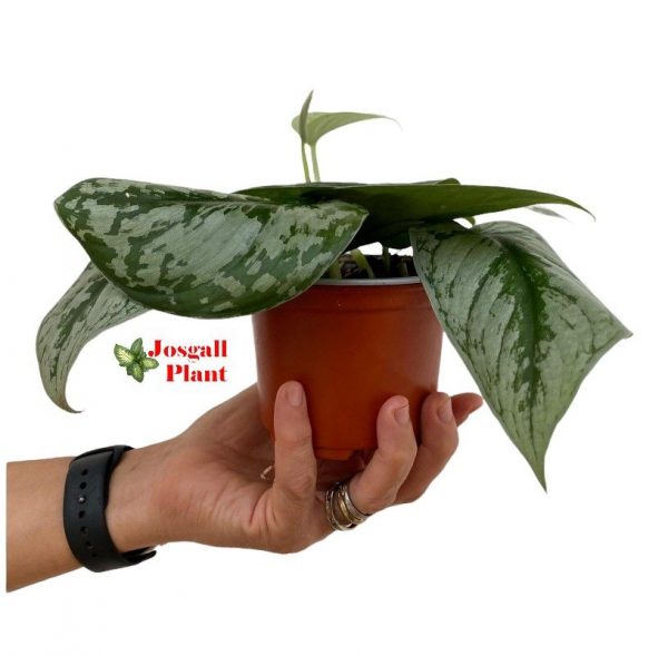 Trebie scindapsus 11