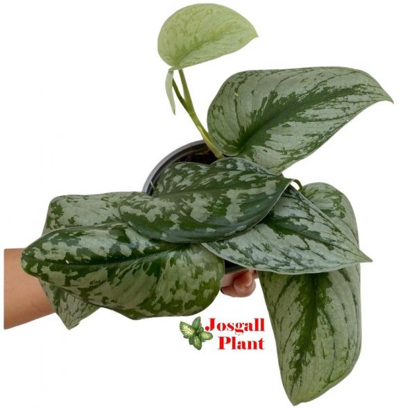 Trebie scindapsus 11
