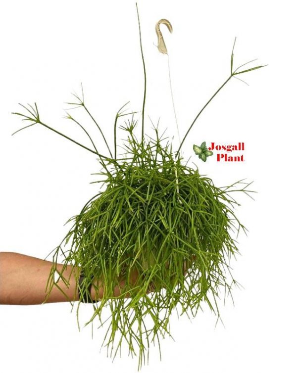 Rhipsalis baccifera oasis 15