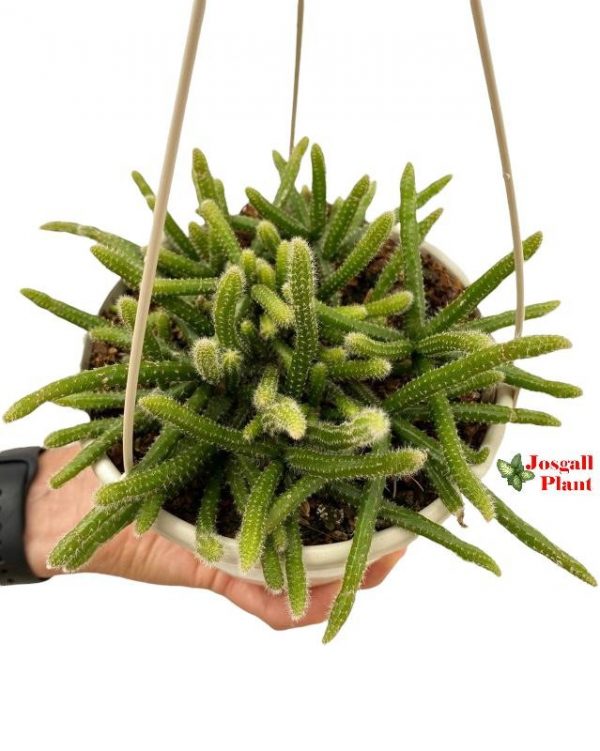 Rhipsalis baccifera horrida 15