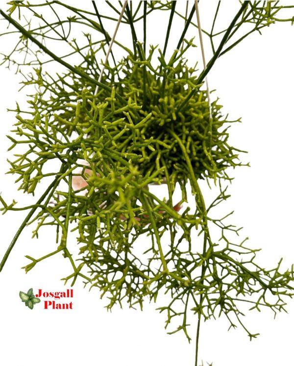 Rhipsalis cereuscula 15