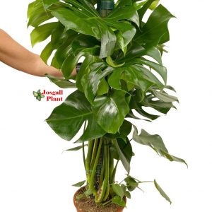 Monstera tutor enorme 22
