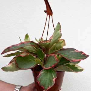 Peperomia Jelly 15