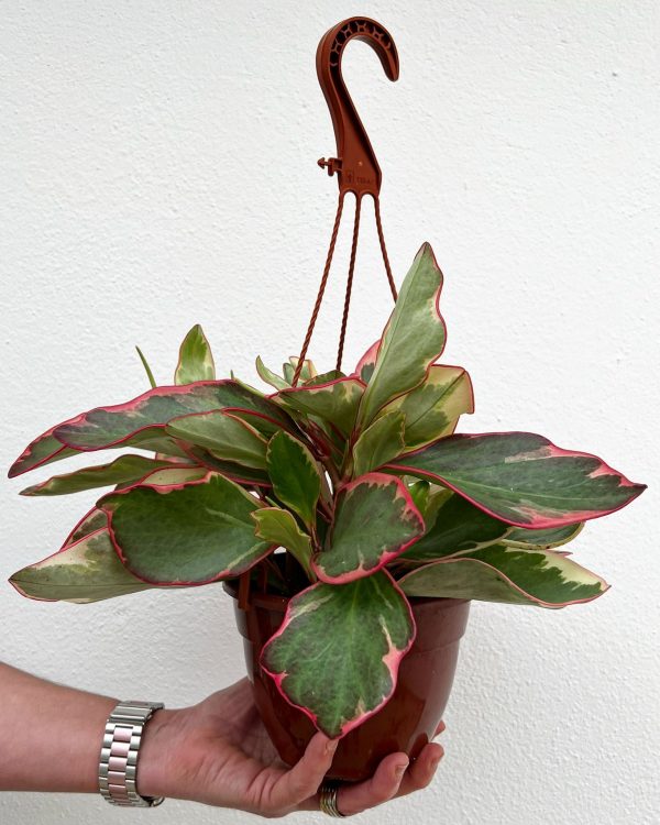 Peperomia Jelly 15