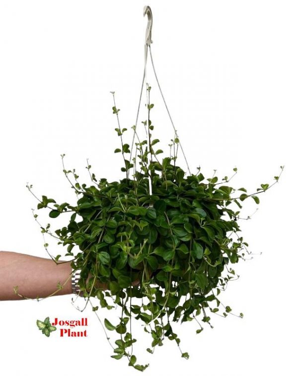 Peperomia Rotundifolia 15