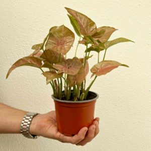 Syngonium Neon 11