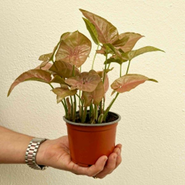 Syngonium Neon 11